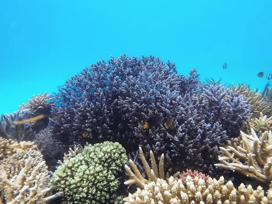 Corals for Conservation