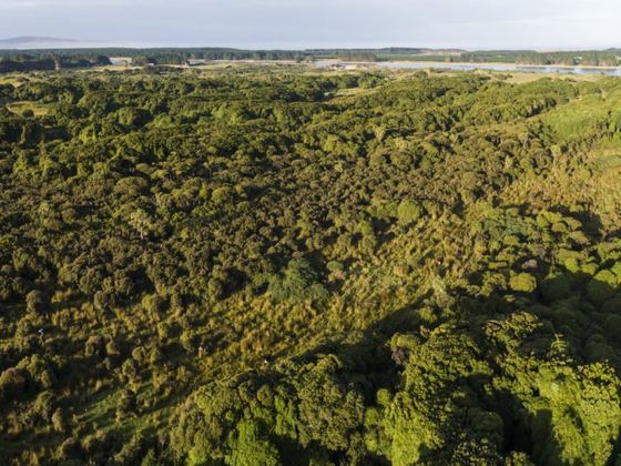 NZ Native Forests Restoration Trust