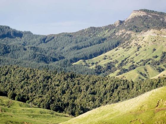 Te Weu Tairāwhiti