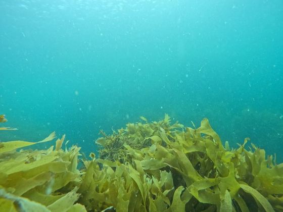Waiheke Marine Project (Hauraki Gulf Conservation Trust)