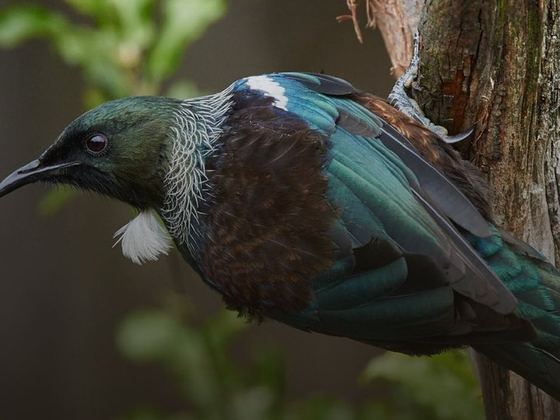 Wild Waikawa Conservation Trust