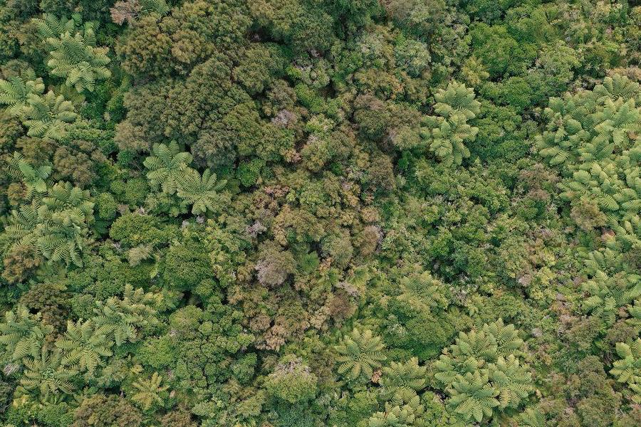 Te Tauihu Environment Trust
