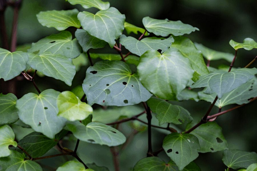 Kawakawa